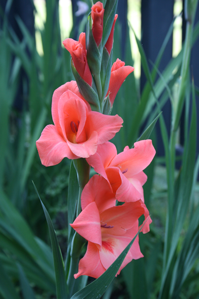Gladiolus Pink