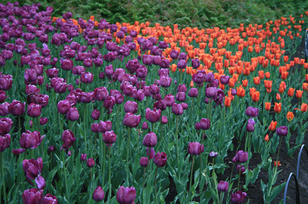 Red and purple field, Tulip Festival, May, 16, 2009