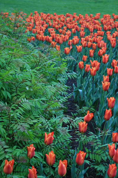 Red field, Tulip Festival, May, 16, 2009