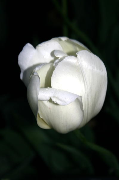 White tulip, Tulip Festival, May, 16, 2009