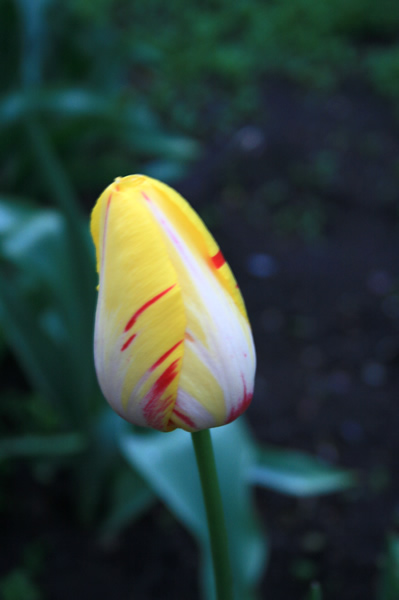 Yellow striped tulip at night, Tulip Festival, May, 16, 2009