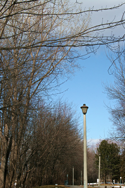 Trees and Lantern, March 24, 2011