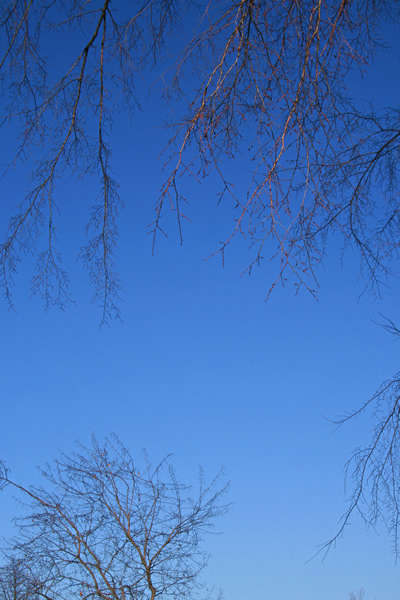 Blue Sky, Branches, March 30, 2011