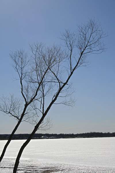 Slanted Trees and River under Snow, March 30, 2011