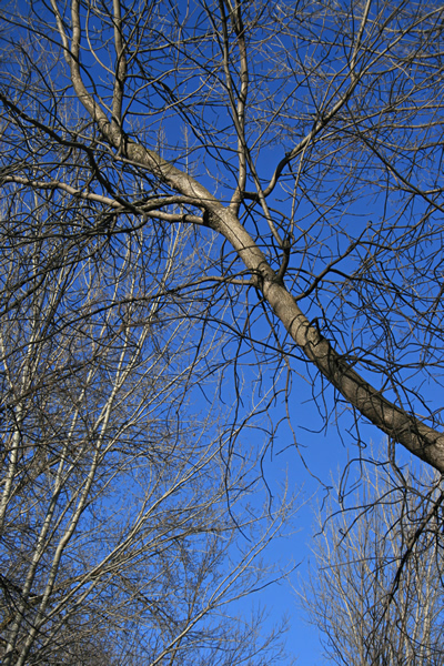 Tree-Web, March 30, 2011