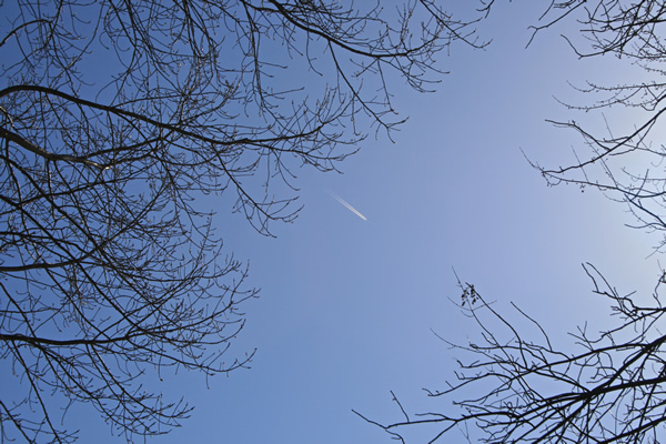 Trees and Plane, March 30, 2011
