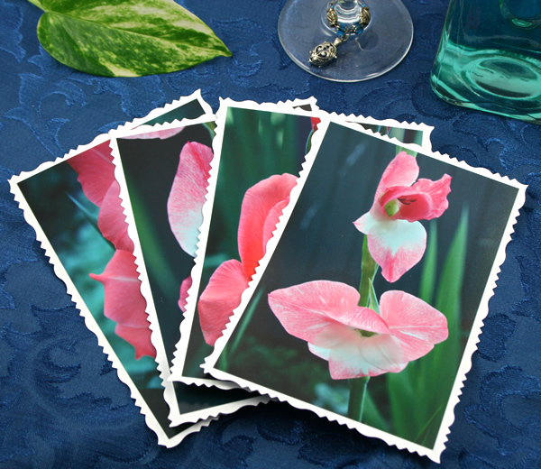 Pink flesh gladiolus cards, etsy, front 2, md