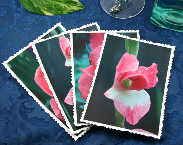 Pink flesh gladiolus cards, etsy, front 4, md