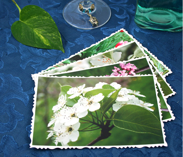 Arboretum in spring cards, etsy, front white dots, md