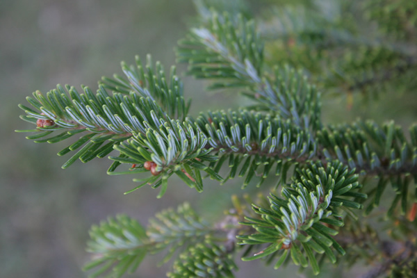 Photo: Evergreen branches, spring 2012 – Fingering Zen