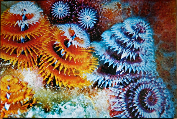 Christmas Tree Worms, med