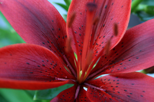 Blood Red Lily, May 17, 2013, med