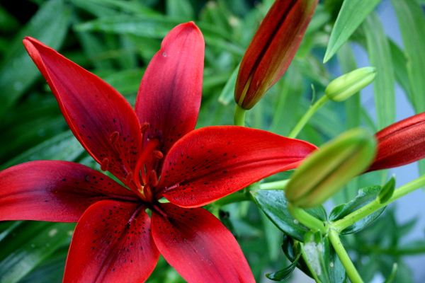 Blood Red Lily on Green, May 17, 2013, med