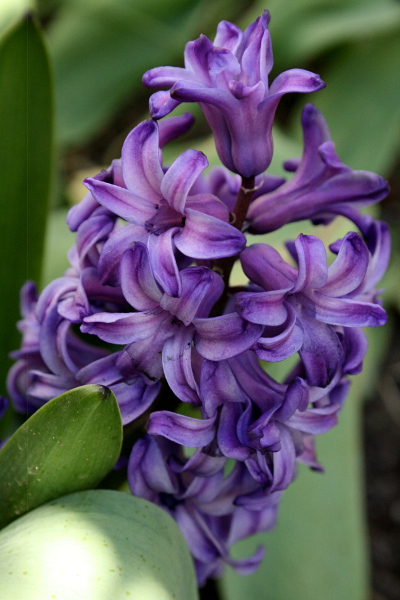 Hyacinth, May 17, 2013, med