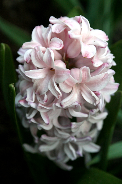 Tender hyacynth bloom, May 15, 2013, med