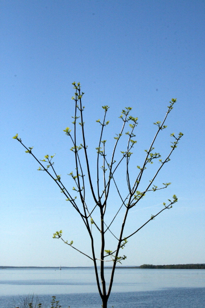 Young tree over Ottawa river, March 30, 2013, med