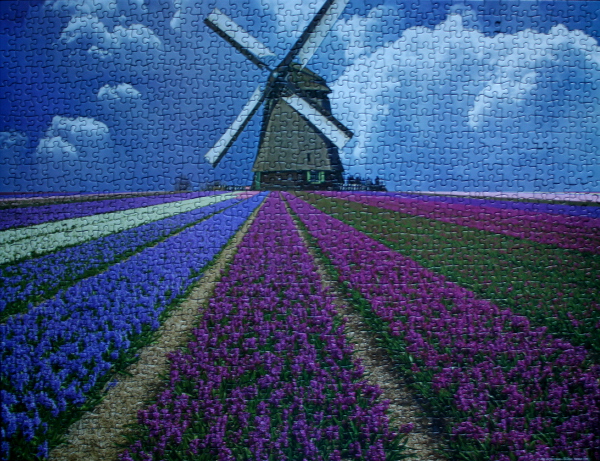 Flower field, North Holland Province, Netherlands, med