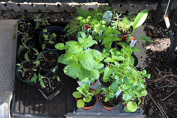 Seedlings outside, md