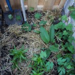 Aside, Comfrey and Day lilys, day 14, md