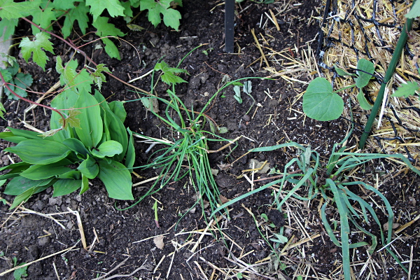 Aside, chives, green onions, lily of the valley, Tower 1 butternut squash, med