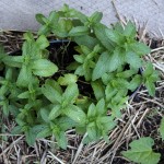 Aside, garden mint, day 24, md