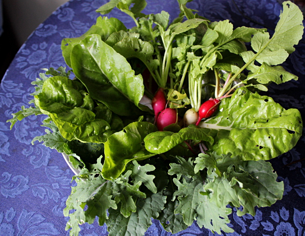 garden_june_25_2014_harvest_radishes_kale_chard, med