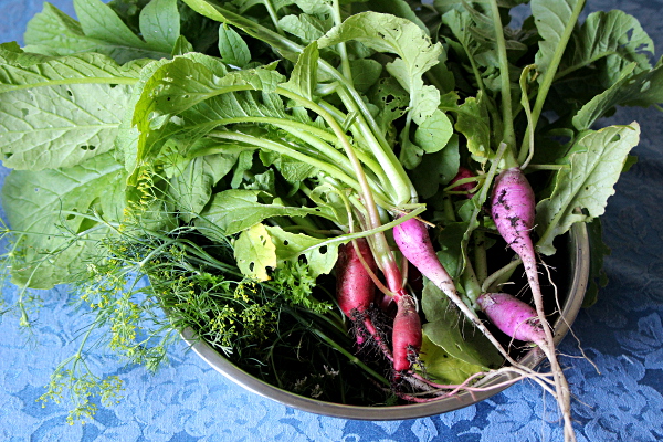 garden_june_30_2014_harvest_radishes_dill_med