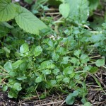 Aside, watercress, day 38, md