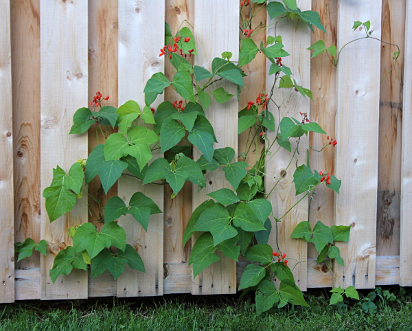 scarlet_runner_beans2_md