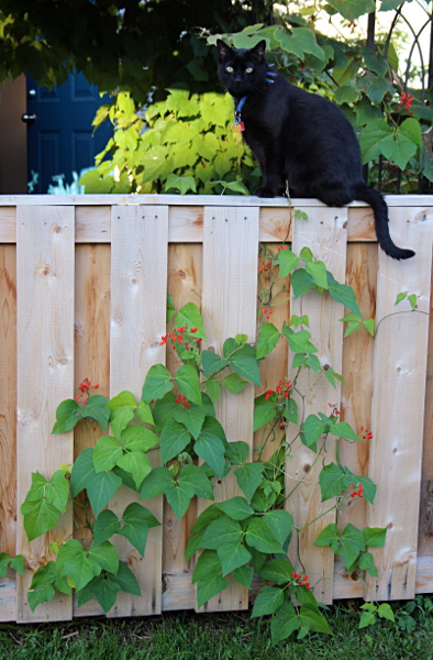 scarlet_runner_beans_Bagheera_md