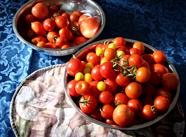 First tomato harvest, md