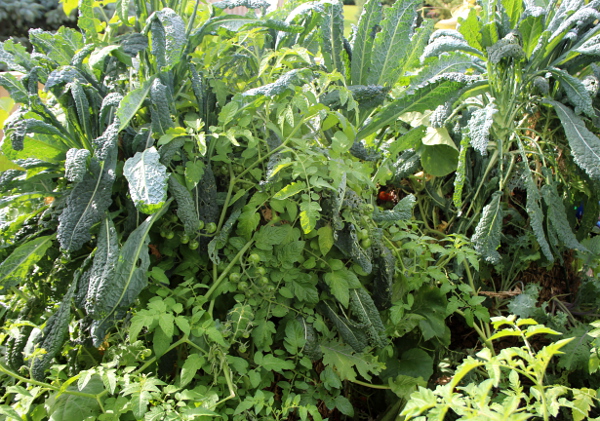 garden in the sun, inside, md