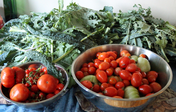 kale tomato harvest light, md