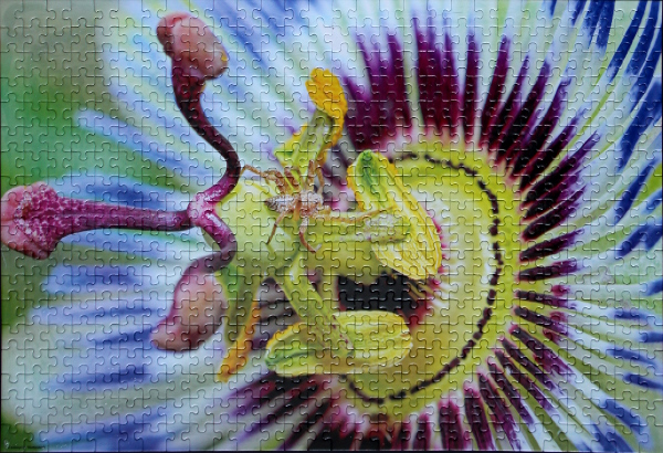 Passion Flower, med