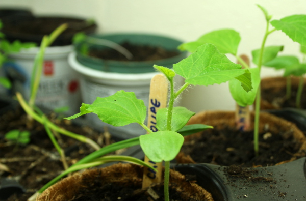 cantaloupeLeaves-md