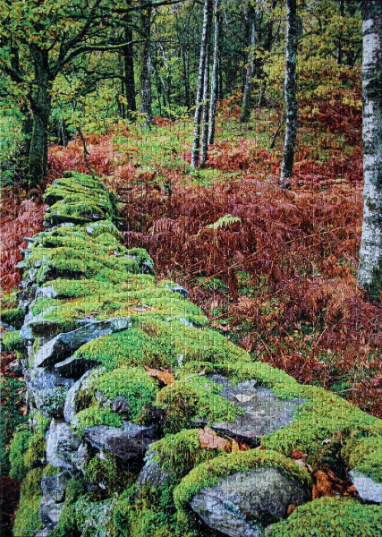 Rock wall, med