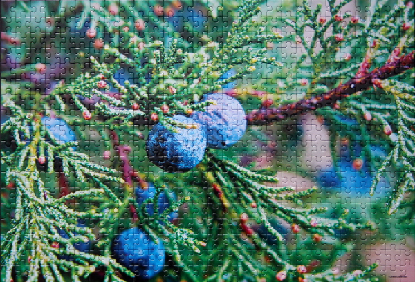 Juniper, med