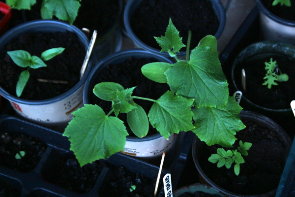 Cucumber, pepper, kale seedlings 600