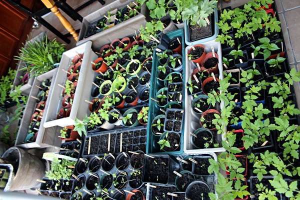 My seedling setup in kitchen 600