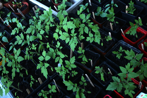 Tomato forest in the making 600