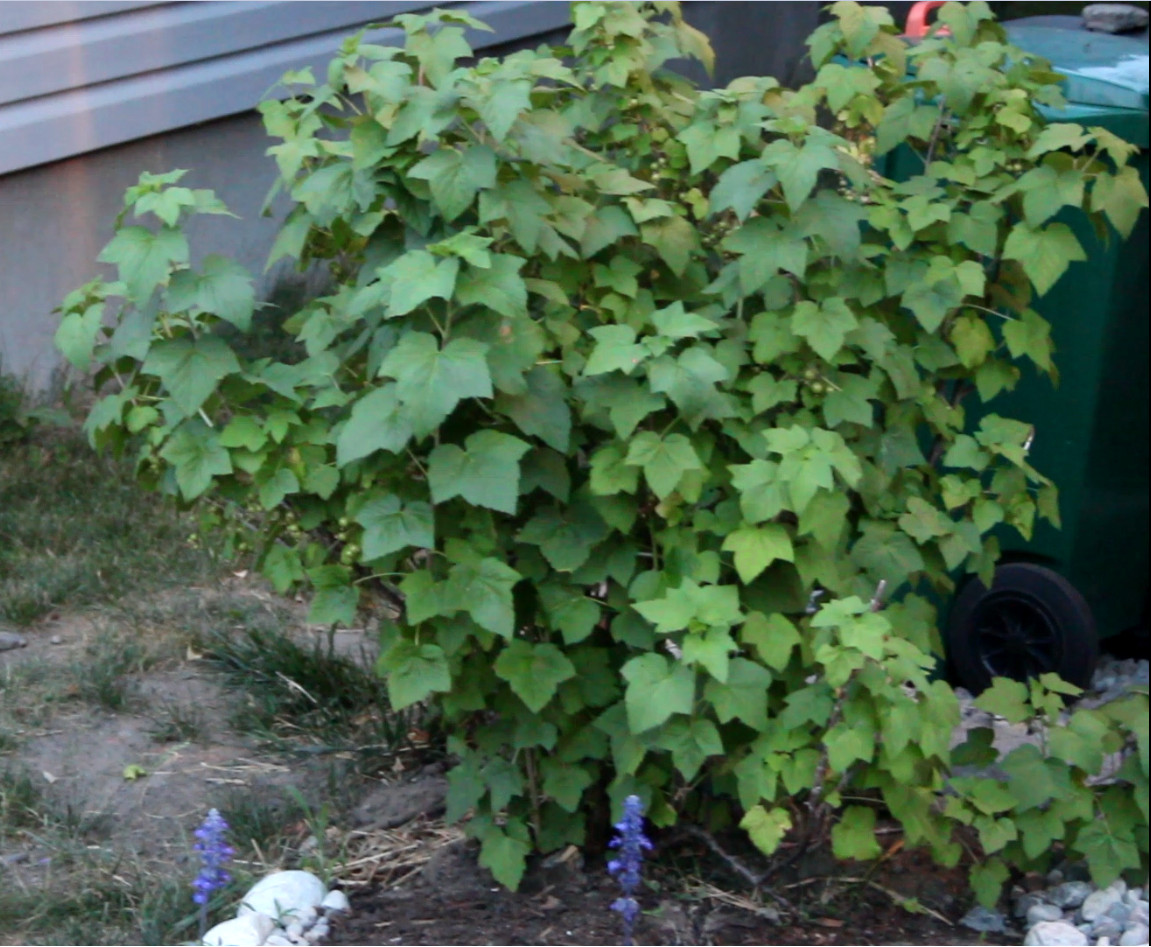 Large black currant bush