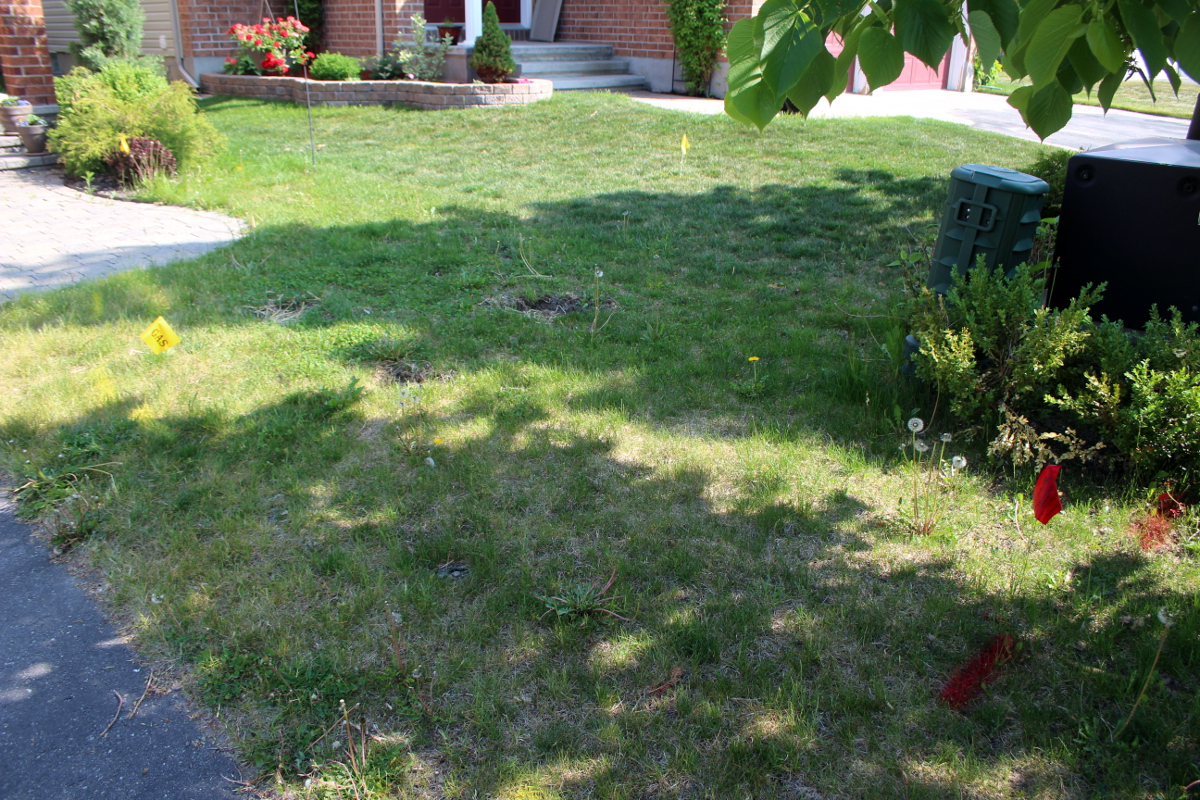 Lawn before excavation, closeup 1200