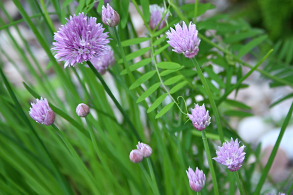 Chives 600