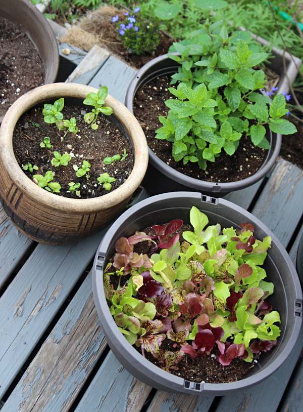 Pots with mint, basil, lettuce 600