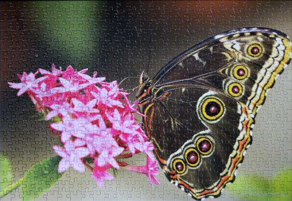 Owl butterfly