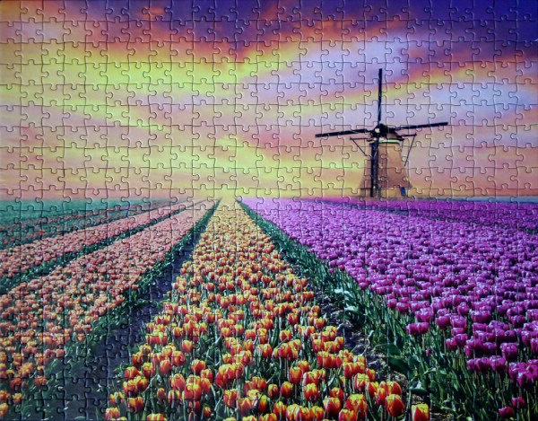 Field of Tulips