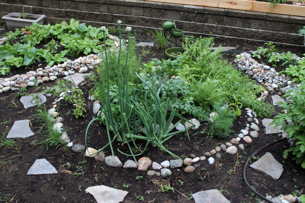Back yard edible landscaping raised beds, herb spiral, trellises, ponds Fingering Zen